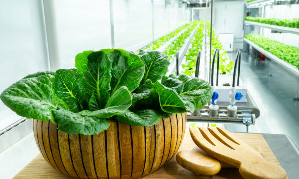 healthy produce using sustainable farming