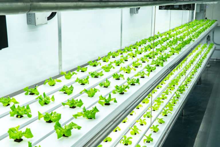 Farming Indoors - New Technology in Shipping Containers