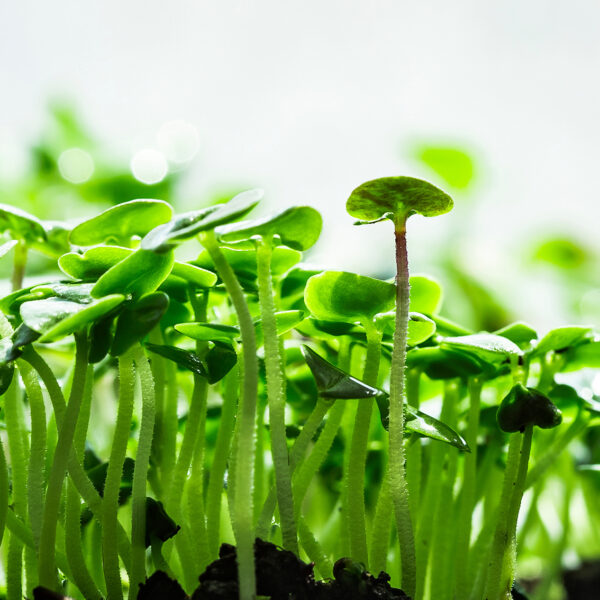 Close-up of basil microgreens. Growing basil sprouts close up view. Germination of seeds at home. Vegan and healthy eating concept. Sprouted seeds, micro greens.