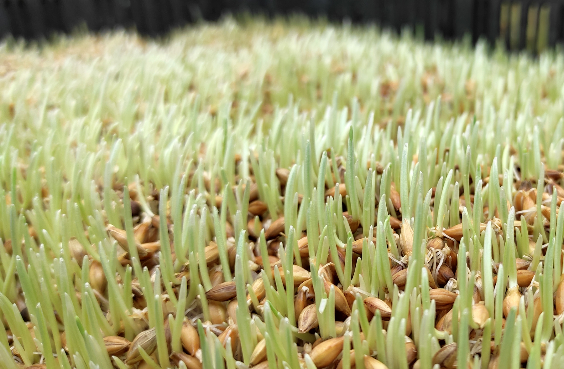Hydroponic Barley Fodder Grown